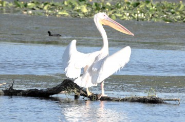 Rezervaţia Biosferei Delta Dunării, 25 de ani de la înfiinţare